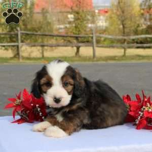 Kanye, Mini Bernedoodle Puppy